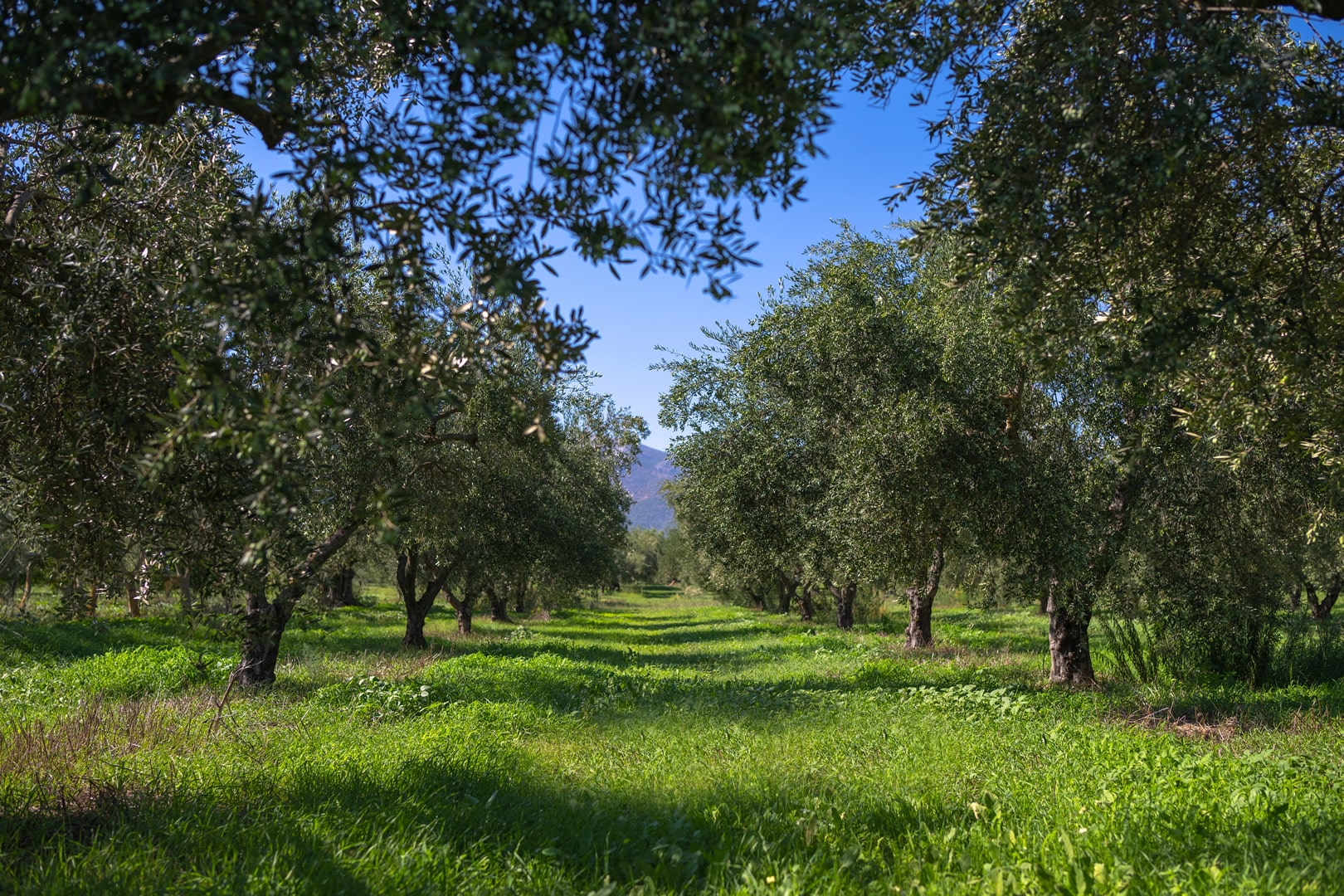 Asopiton olive trees
